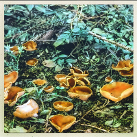 https://www.manuelabieri-projects.ch/files/gimgs/th-14_FUNGHI.jpg