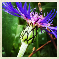 https://www.manuelabieri-projects.ch/files/gimgs/th-14_HipstamaticPhoto-549986569_382660.jpg