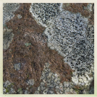 https://www.manuelabieri-projects.ch/files/gimgs/th-14_licheni2.jpg